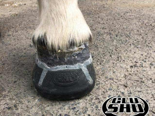 Glushu Case: Laminitis - Dartmoor pony Summer.
