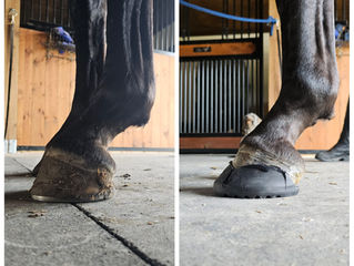 Farrier Report: Glushu for laminitic warmbloods