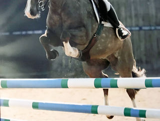 Glushu Show Jumping Winner.