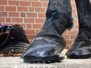 Transforming Laminitis Outcomes with Glushu Insights from Expert Farrier Ronald Aalders