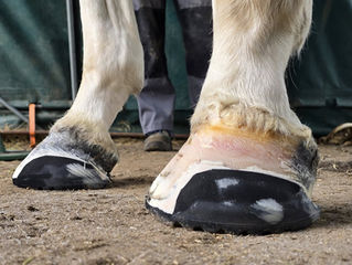 Farrier Report: Glushu for horse with club foot.