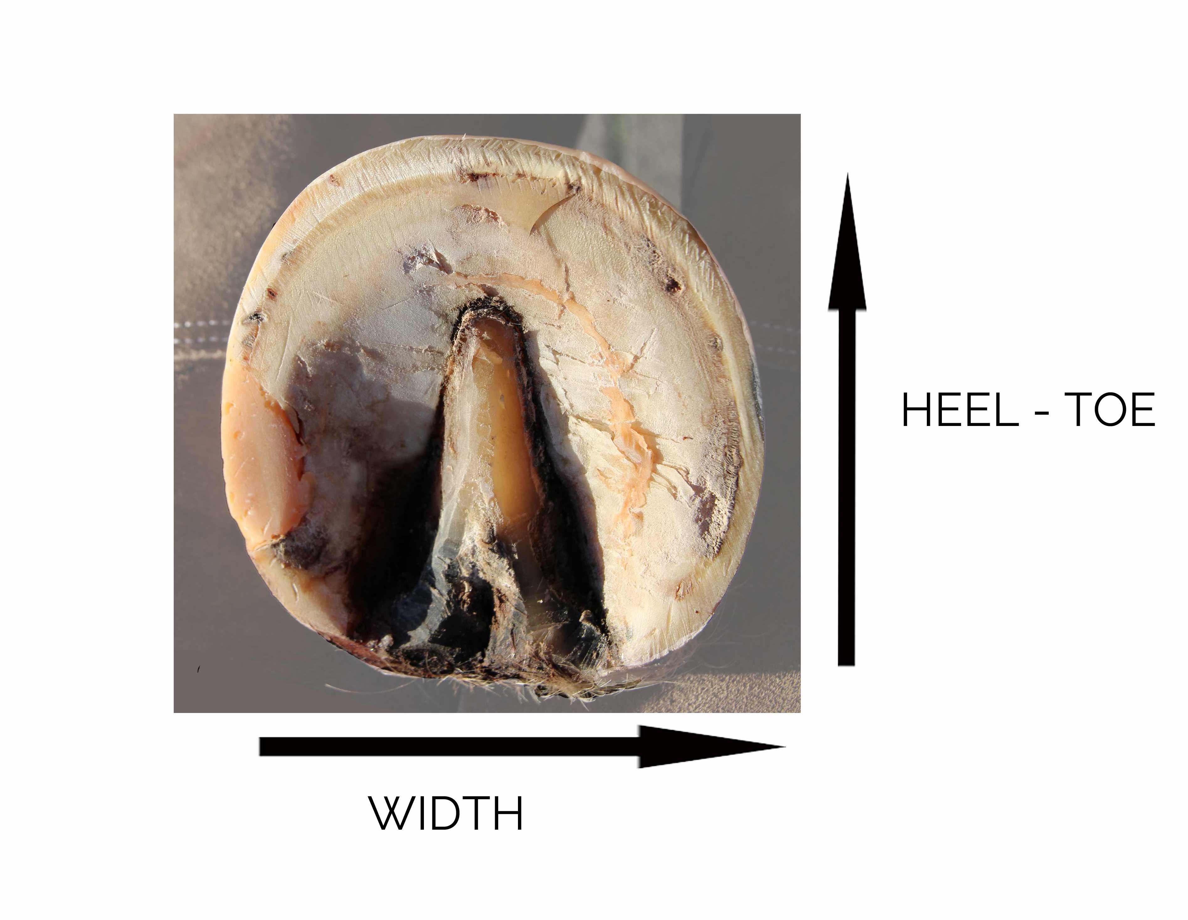 Top 9 Horseshoe Nail Size Chart Mobitool