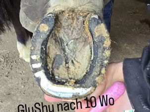 Farrier Review: Glushu for horses who are nervous or in pain during shoeing.