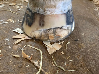 Farrier Report: Glushu for seedy toe.