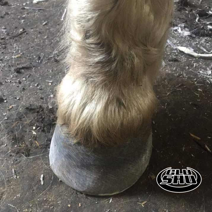 Kyle wearing Glushu glue on horse shoes