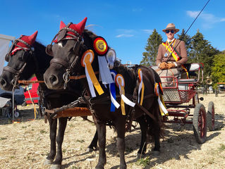Mini Glushu in competition.