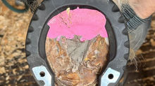 Farrier Report: Restoring Horse's Pedal Bone Position with Glushu