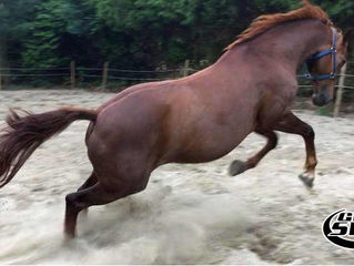 An update from Karin and Zamdoria.