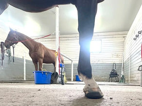 Farrier Report: Glushu Glue On Horseshoes for Horses That Cant Take a Nail