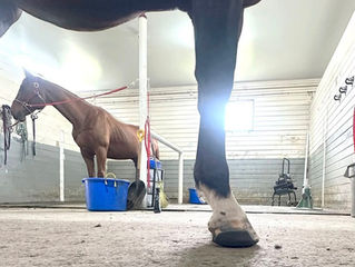 Farrier Report: Glushu Glue On Horseshoes for Horses That Cant Take a Nail