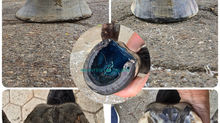 Farrier Report: Glushu for laminitis.