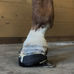 Farrier Report: Glushu when nailing is not an option.