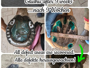 Farrier Report: How Glushu Supports Recovery from Thin Walls and Whiteline Issues