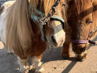 Farrier Report: Glushu for horse with unbalanced limb.