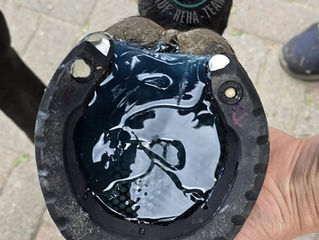Farrier Report: How Glushu provides additional support for hoof rehabilitation.