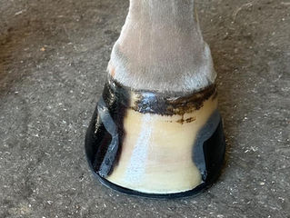 Farrier Report: Glushu when foot growth is limited.