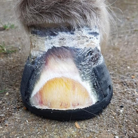 ree