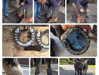 Farrier Report: Glushu for sensitive feet.