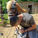 Farrier Report: Supporting Laminitic Shetlands with Glushu