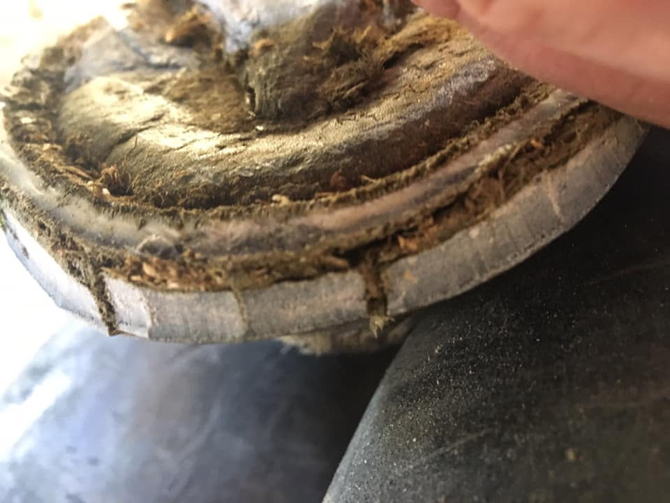manor equine vets glushu 2