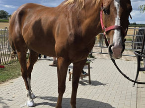 Glushu for Laminitis Temporary Support Before Returning to Barefoot