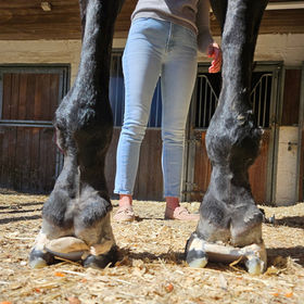 Farrier Review: Helping a client with hoof problems resulting from lyme disease.