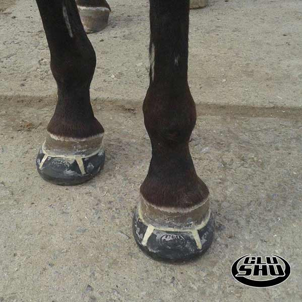 Glushu glue on horse shoes for endurance riding