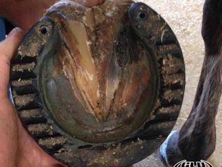 Race Shu: Farrier Trial Review