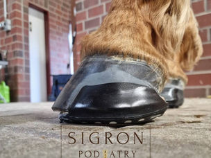 How Glushu Glue Transformed a Horse's Hoof Care in a Tough Situation