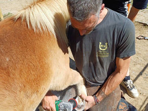 Farrier Report: Supporting Laminitic Shetlands with Glushu