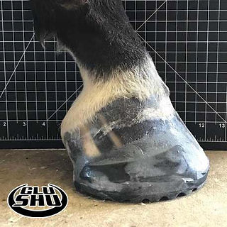 Big River Equine Farrier Review of G