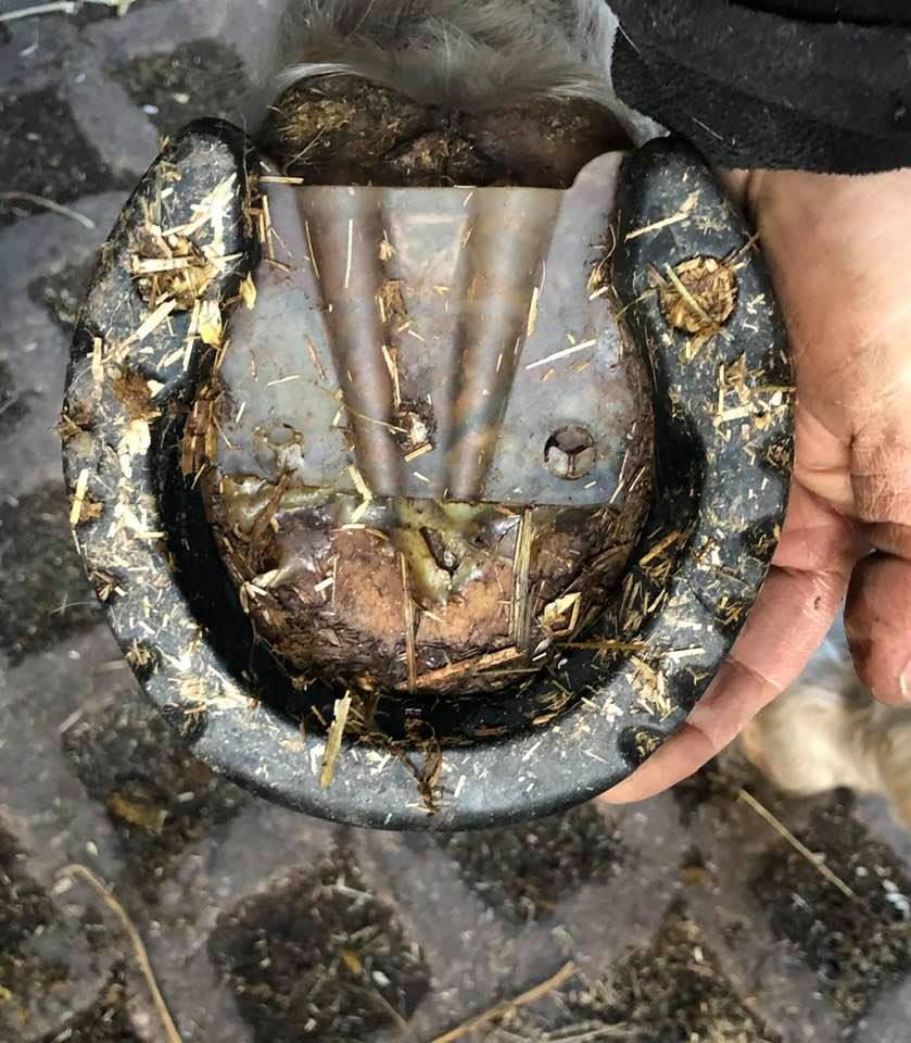 Farrier Report Glushu for laminitis and thin soles.