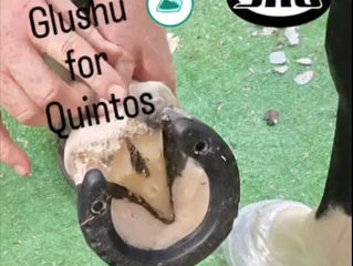 Farrier Video Report: Glushu to help with laminitis