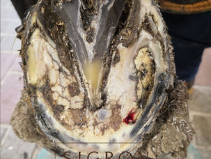 Farrier Report: Glushu for help with hoof abscess