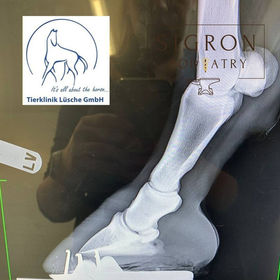 Farrier Report: How Glushu Helped a Lame Horse Get Back on Their Feet