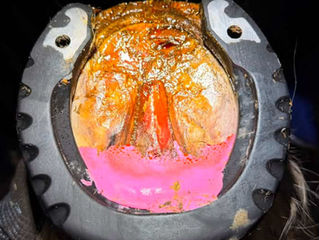 Farrier Report: Glushu Success for Laminitis and Solar Abscess Recovery