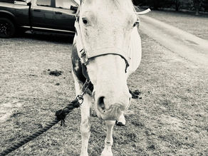 Farrier Report: Glushu for cracked hooves.