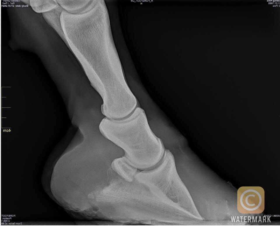 Farrier Report Glushu for laminitis.