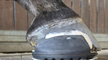Farrier Report: Glushu for horse with hoof abscess.
