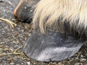 Two Years of Transformation: How Glushu Revived a Horse Written Off by Vets