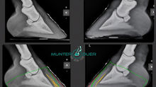 Farrier Report: Glushu Support for Laminitis