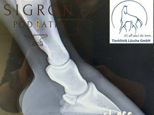 Farrier Report: How Glushu Helped a Lame Horse Get Back on Their Feet