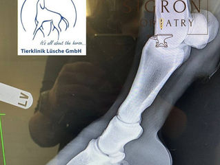 Farrier Report: How Glushu Helped a Lame Horse Get Back on Their Feet