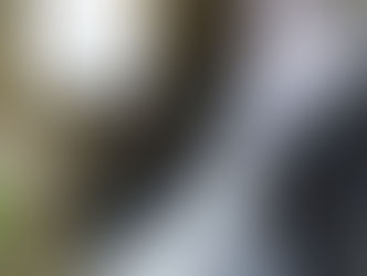 Farrier Report: How Glushu Helped a Lame Horse Get Back on Their Feet