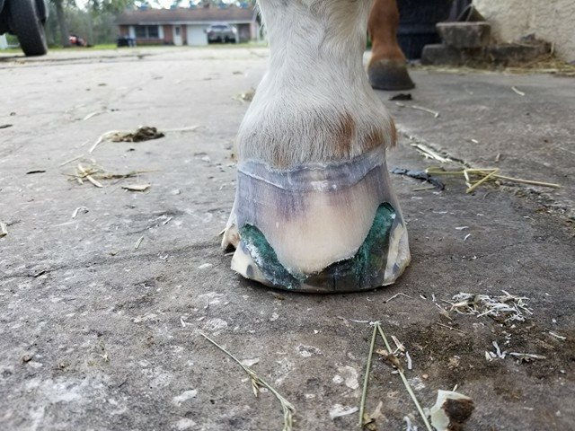glushu whiteline mare 11.3
