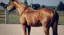 Owner Review: Artemis is 100% more comfortable in Glushu