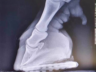 Farrier Report: Glushu for Laminitis when you can't nail.