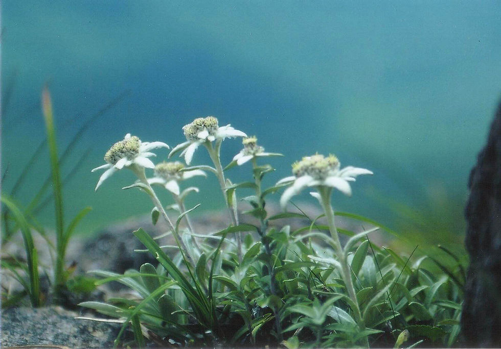 ハヤチネソウ 岩手