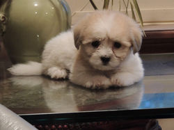 Puppy Cute II
