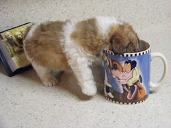 Puppy in a cup